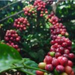 Screenshot_20251119_204035_M365 Copilot